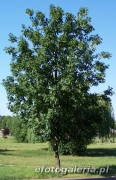 Klon zwyczajny