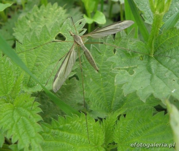 Tipula oleracea