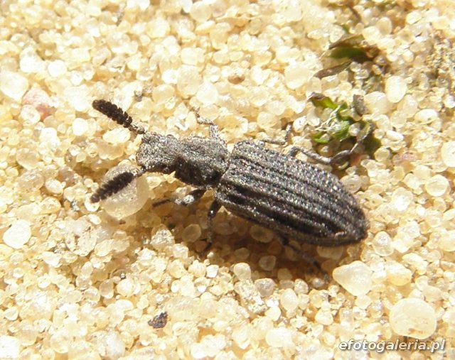 Orthocerus clavicornis