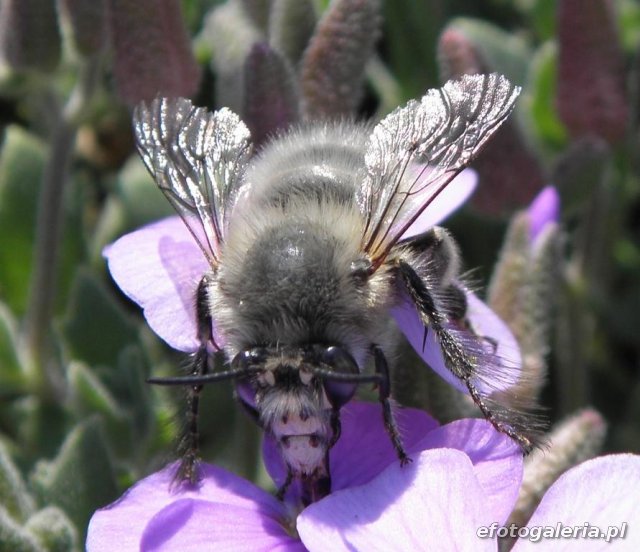 Anthophora plumipes