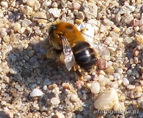 Anthophora retusa
