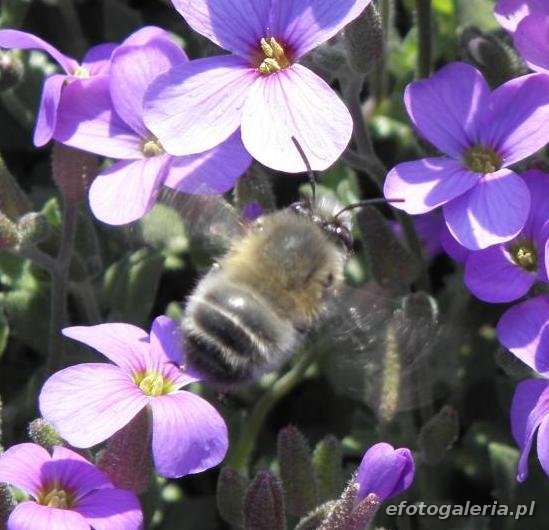 Anthophora plumipes