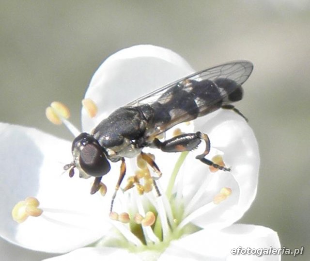 Syritta pipiens