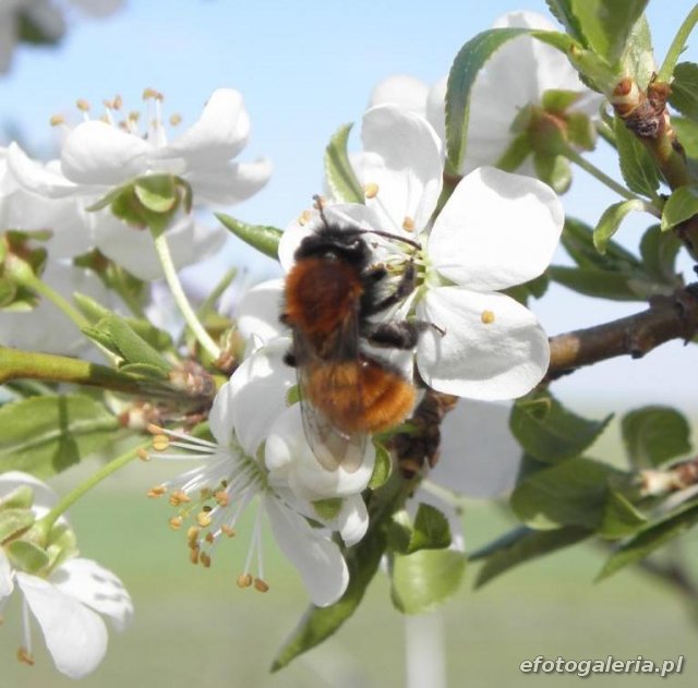 Andrena fulva