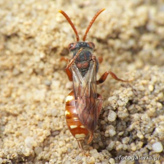 Nomada alboguttata