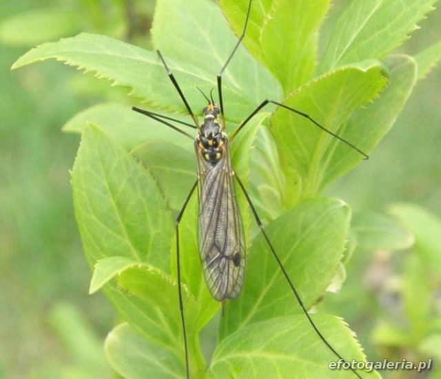Nephrotoma quadrifaria