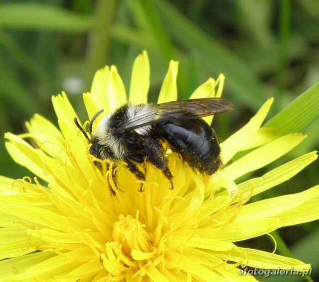 Andrena cineraria