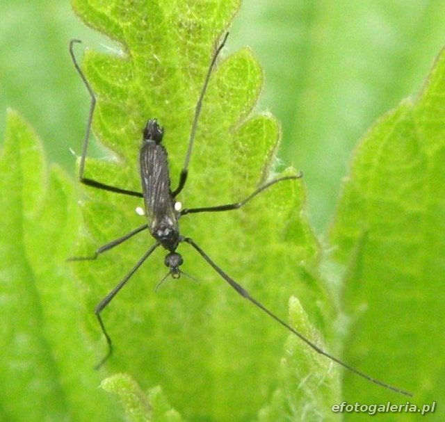 Molophilus