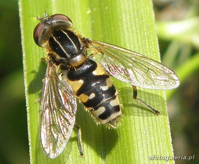 Parhelophilus sp.
