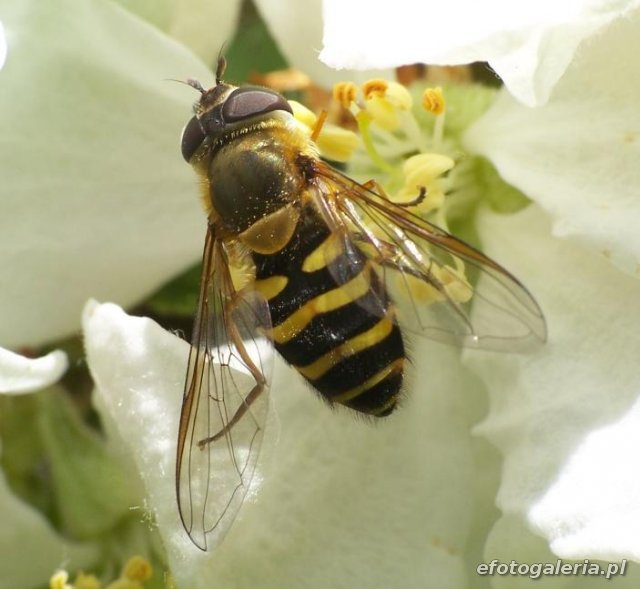 Syrphus torvus