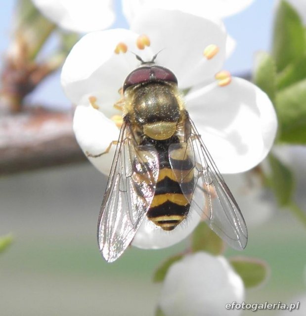 Syrphus ribesi