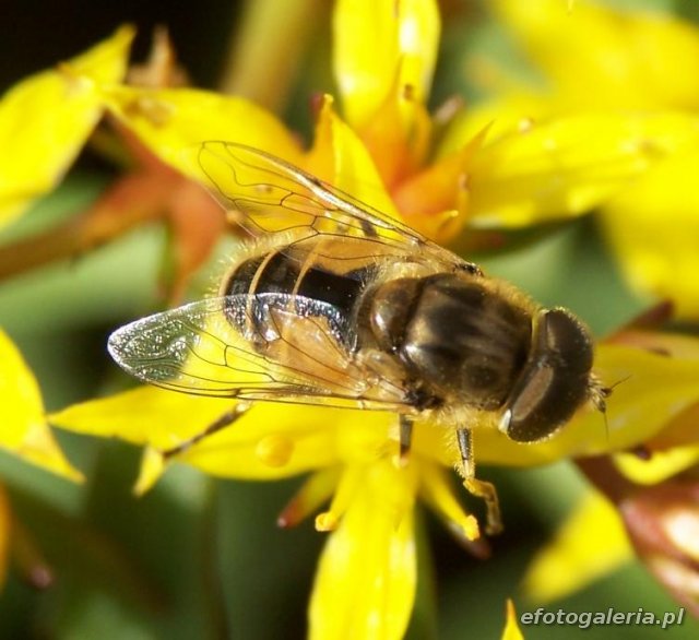 Eristalis arbustorum
