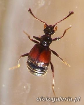 Rybaxis longicornis