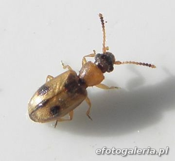 Psammoecus bipunctatus