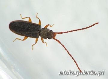 Uleiota planata