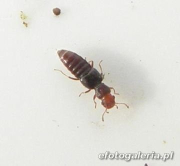 Euaesthetus ruficapillus