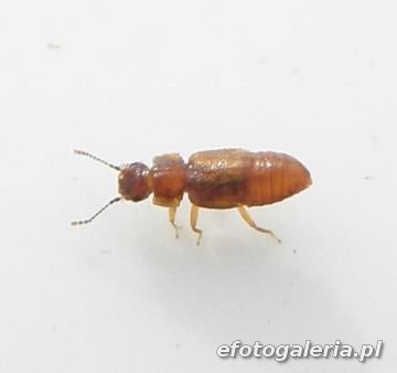 Metopsia similis 