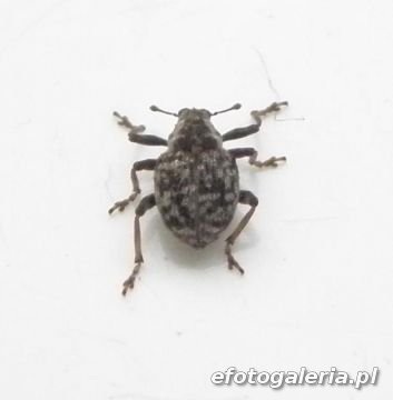 Pelenomus comari