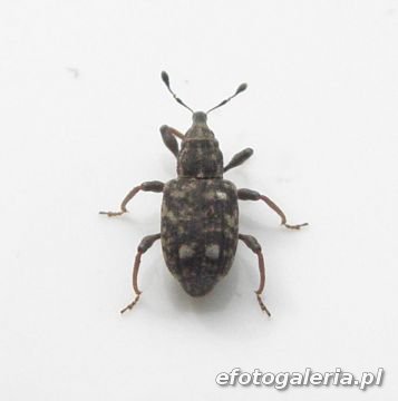 Bagous glabrirostris