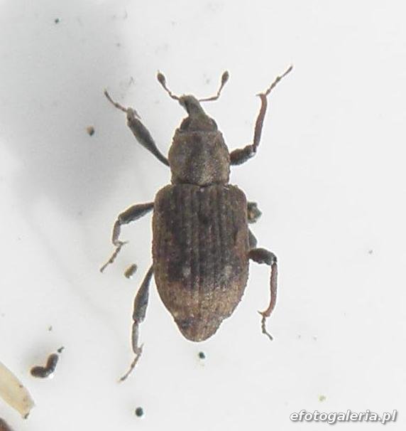 Bagous subcarinatus