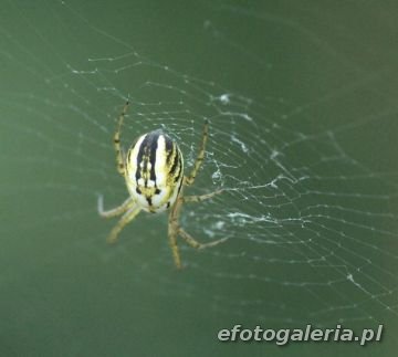 Mangora acalypha