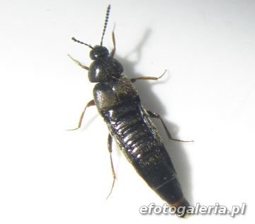 Aleochara brevipennis