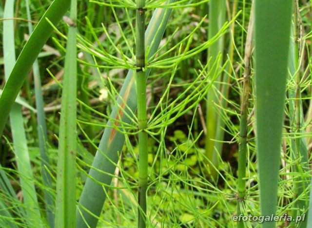 Equisetum limosum