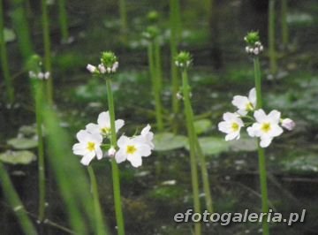 Myriophyllum