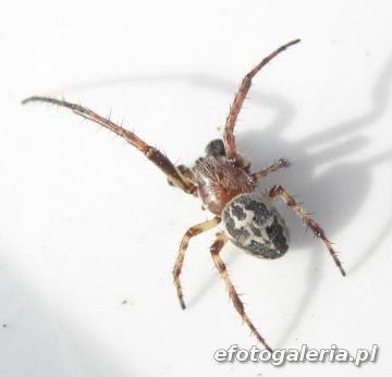 Larinioides cornutus