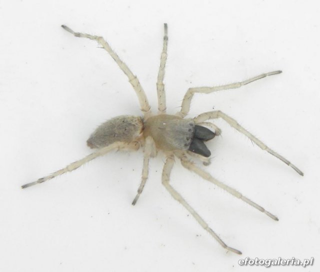 Clubiona stagnatilis 2
