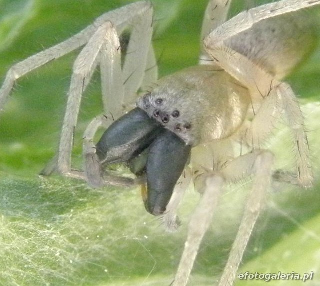 Clubiona stagnatilis 3