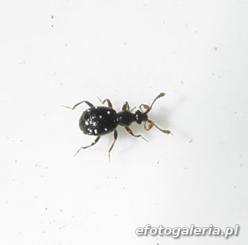 Bryaxis cf. bulbifer