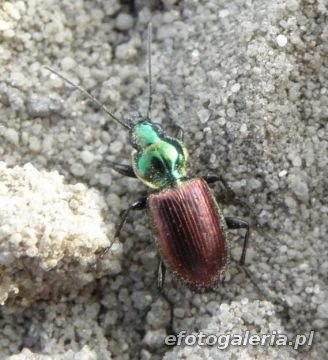 Agonum sexpunctatum