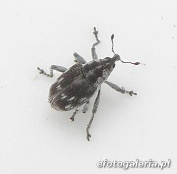 Rhinoncus albicinctus