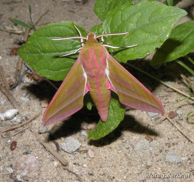 Deilephila elpenor