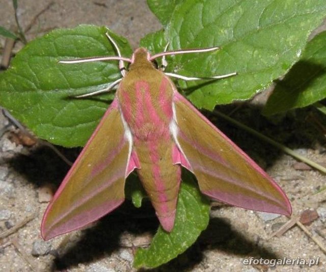 Deilephila elpenor