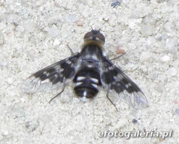 Thyridanthrax fenestratus