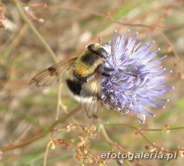 Volucella bombylans