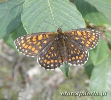 Melitaea athalia 2