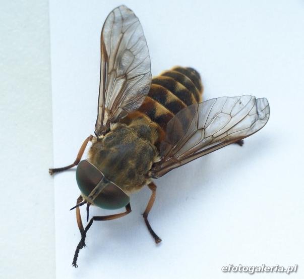 Tabanus bovinus