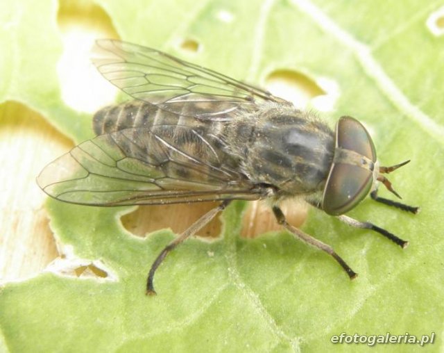 Tabanus sp.
