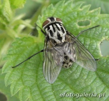 Graphomya maculata