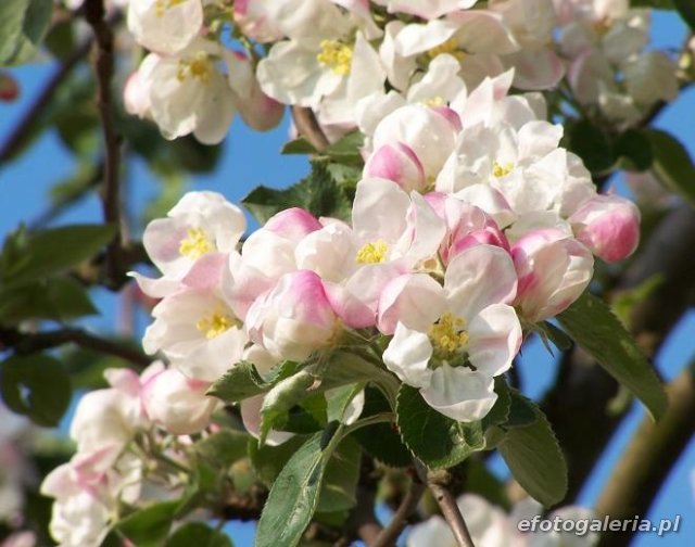 Jabłoń domowa - kwiat