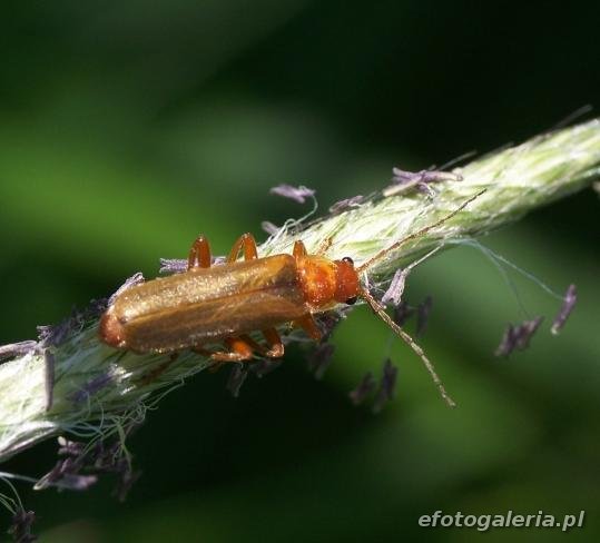 Cantharis sp.
