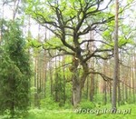 D�b szypu�kowy