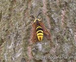 Sesia apiformis