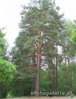 Sosna zwyczajna