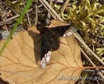 Hemipenthes morio