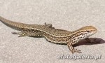 Zootoca vivipara