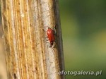 Anthocomus coccineus